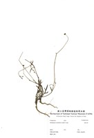 藏品(香茹草)的圖片